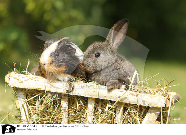 animal friends / KL-15345