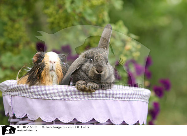 animal friends / KL-15363