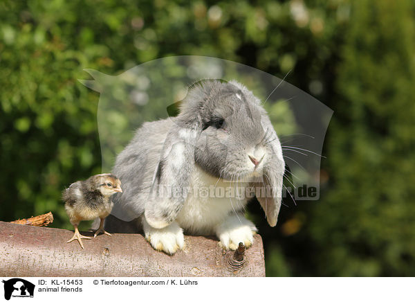 Tierfreundschaft / animal friends / KL-15453