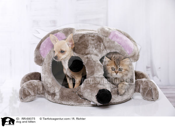 Hund und Ktzchen / dog and kitten / RR-68075