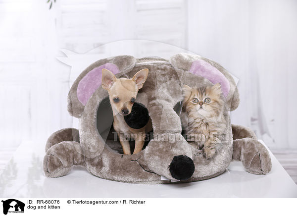 Hund und Ktzchen / dog and kitten / RR-68076