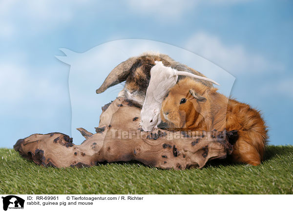 Kaninchen, Meerschweinchen und Maus / rabbit, guinea pig and mouse / RR-69961