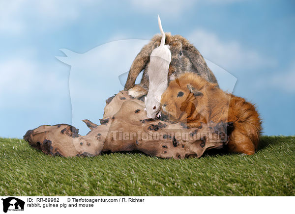 rabbit, guinea pig and mouse / RR-69962