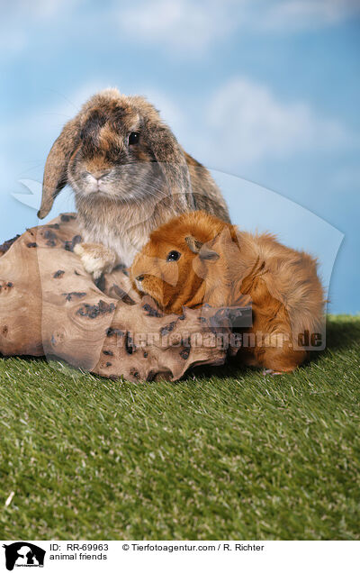 animal friends / RR-69963