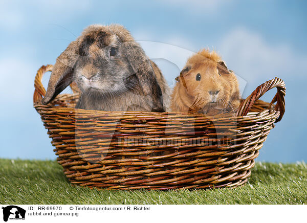 rabbit and guinea pig / RR-69970