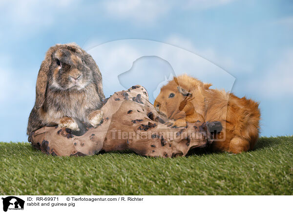 rabbit and guinea pig / RR-69971
