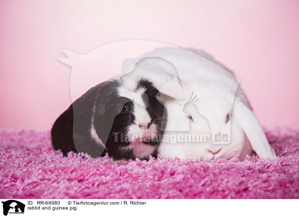 Kaninchen und Meerschweinchen / rabbit and guinea pig / RR-69980