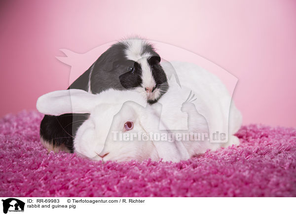 rabbit and guinea pig / RR-69983