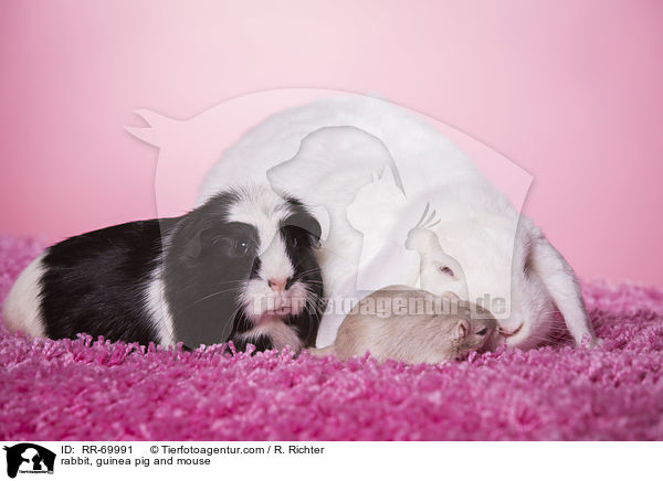 Kaninchen, Meerschweinchen und Maus / rabbit, guinea pig and mouse / RR-69991