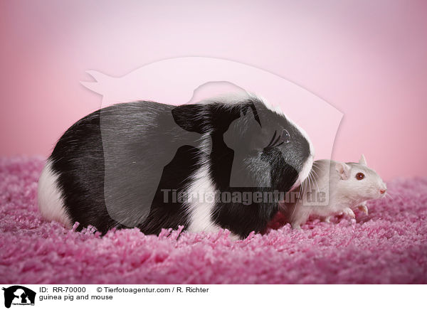 guinea pig and mouse / RR-70000