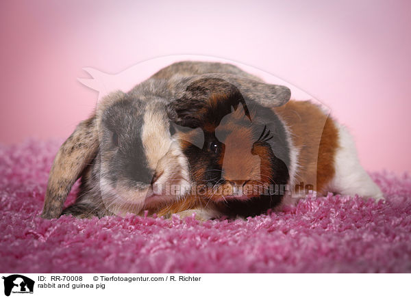 Kaninchen und Meerschweinchen / rabbit and guinea pig / RR-70008