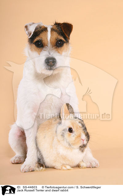 Jack Russell Terrier and dwarf rabbit / SS-44603