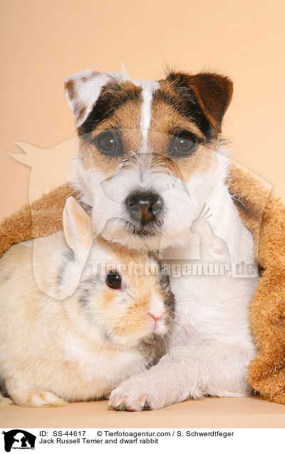 Jack Russell Terrier and dwarf rabbit / SS-44617