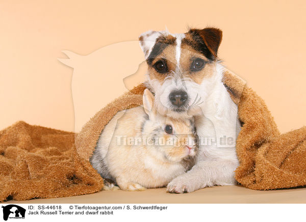 Jack Russell Terrier and dwarf rabbit / SS-44618