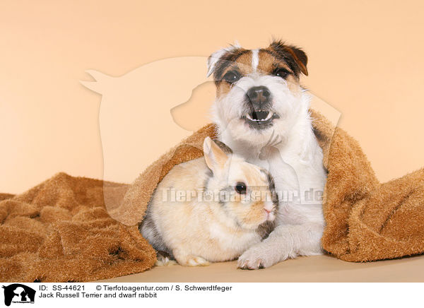 Jack Russell Terrier and dwarf rabbit / SS-44621