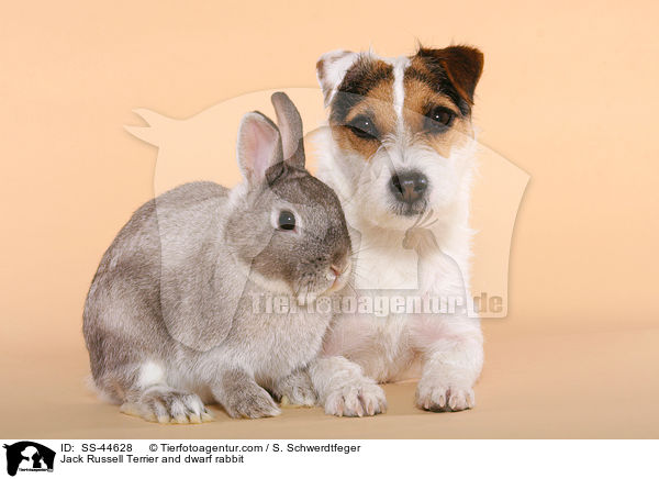 Jack Russell Terrier and dwarf rabbit / SS-44628