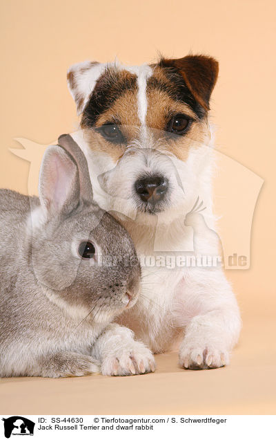 Jack Russell Terrier and dwarf rabbit / SS-44630