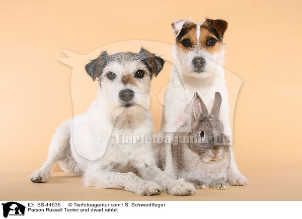 Parson Russell Terrier and dwarf rabbit / SS-44635