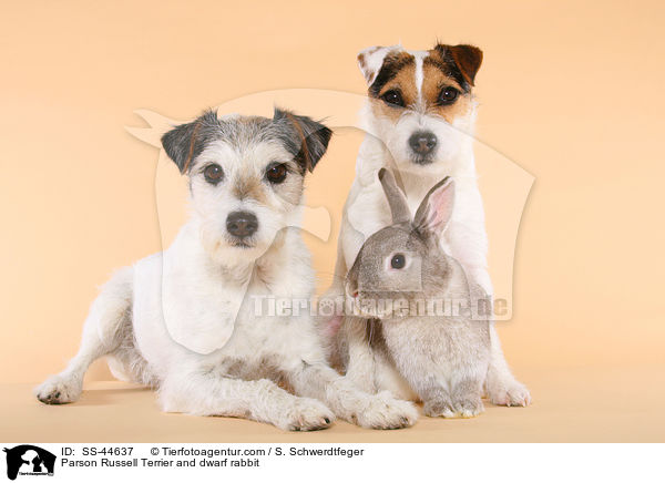 Parson Russell Terrier and dwarf rabbit / SS-44637