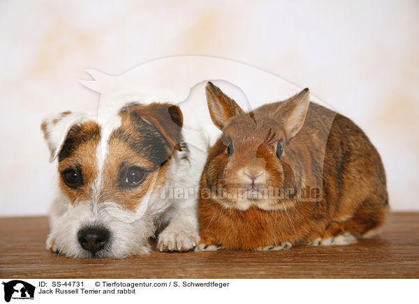 Parson Russell Terrier und Kaninchen / Parson Russell Terrier and rabbit / SS-44731