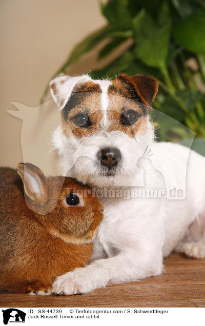 Jack Russell Terrier and rabbit / SS-44739