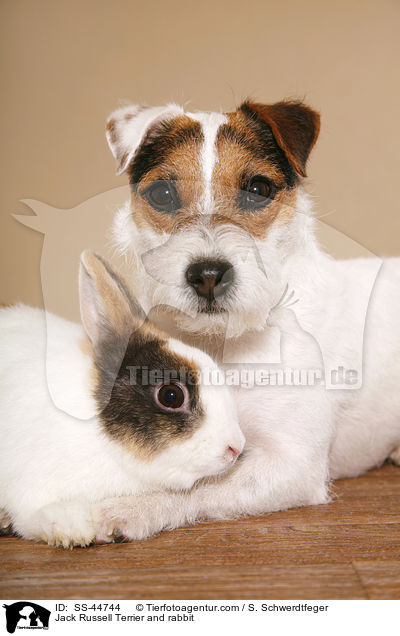 Parson Russell Terrier und Kaninchen / Parson Russell Terrier and rabbit / SS-44744
