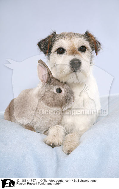 Parson Russell Terrier and rabbit / SS-44757
