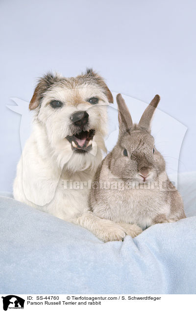 Parson Russell Terrier and rabbit / SS-44760