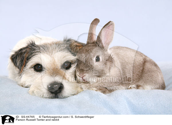 Parson Russell Terrier and rabbit / SS-44765
