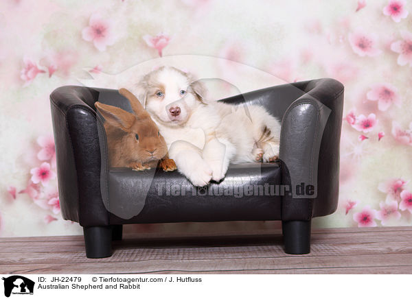 Australian Shepherd und Kaninchen / Australian Shepherd and Rabbit / JH-22479