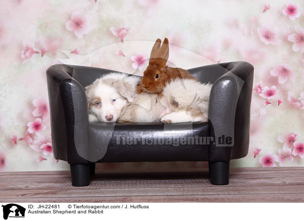 Australian Shepherd and Rabbit / JH-22481