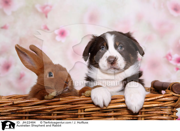 Australian Shepherd and Rabbit / JH-22484