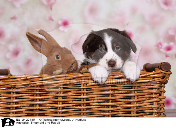 Australian Shepherd and Rabbit / JH-22485