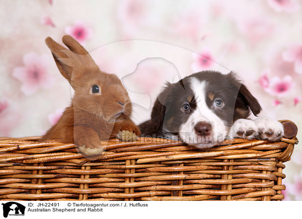 Australian Shepherd and Rabbit / JH-22491
