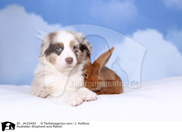 Australian Shepherd and Rabbit / JH-22493