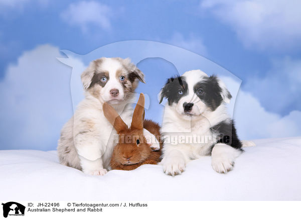 Australian Shepherd and Rabbit / JH-22496