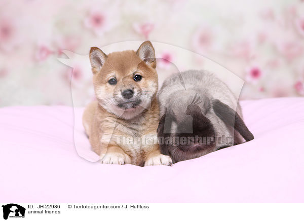 animal friends / JH-22986
