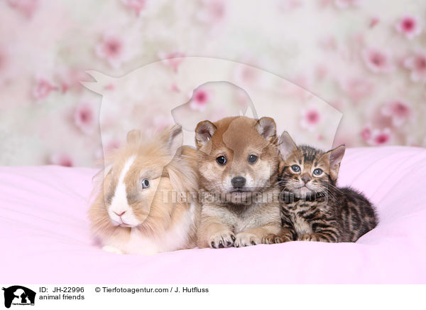 animal friends / JH-22996