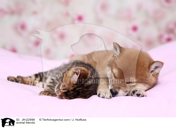 animal friends / JH-22998