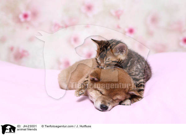 animal friends / JH-23001