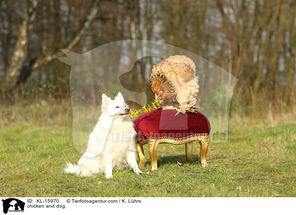 chicken and dog / KL-15970