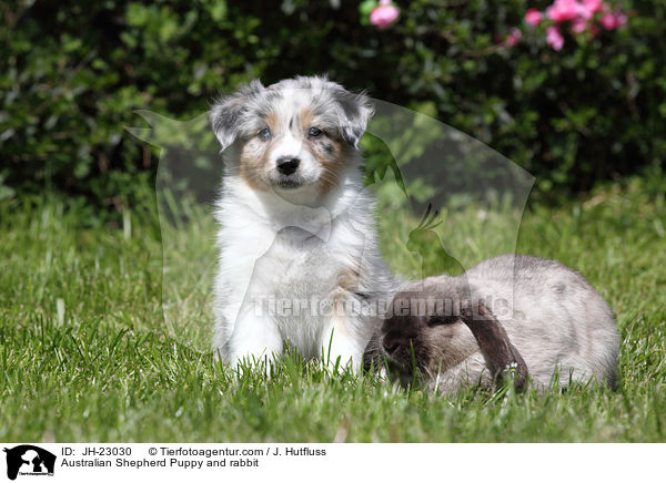Australian Shepherd Welpe und Kaninchen / Australian Shepherd Puppy and rabbit / JH-23030