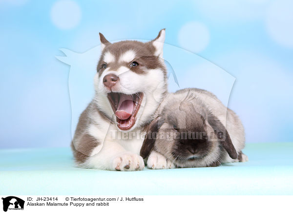 Alaskan Malamute Puppy and rabbit / JH-23414