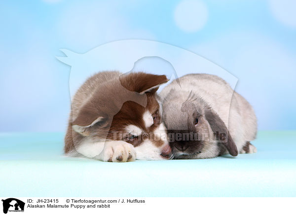 Alaskan Malamute Puppy and rabbit / JH-23415