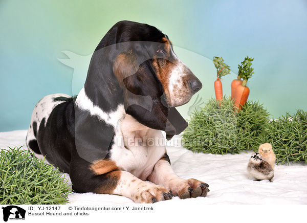 Basset Hound und Kken / Basset Hound and chicks / YJ-12147