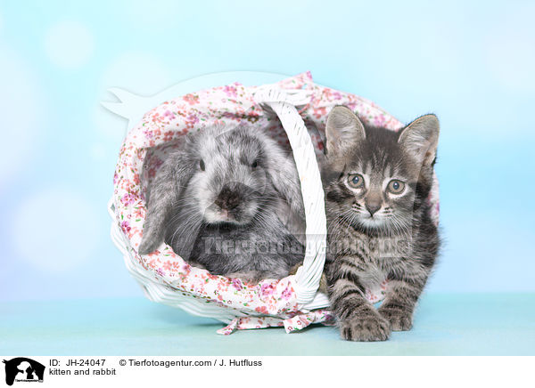 kitten and rabbit / JH-24047