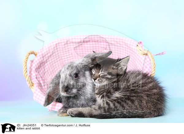 kitten and rabbit / JH-24051