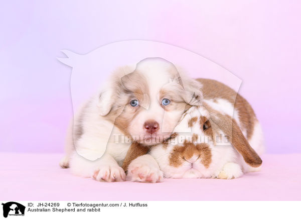 Australian Shepherd and rabbit / JH-24269
