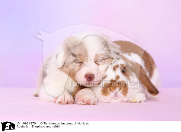 Australian Shepherd and rabbit / JH-24270