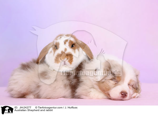 Australian Shepherd und Kaninchen / Australian Shepherd and rabbit / JH-24277